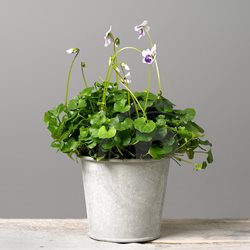 Stueplanter online stort udvalg køb billige indendørs blomster her Stue viol