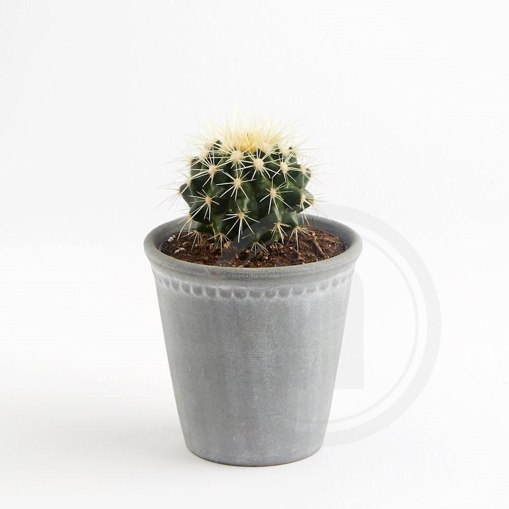 Kaktus - Grusonii – køb online hos nemlig.com