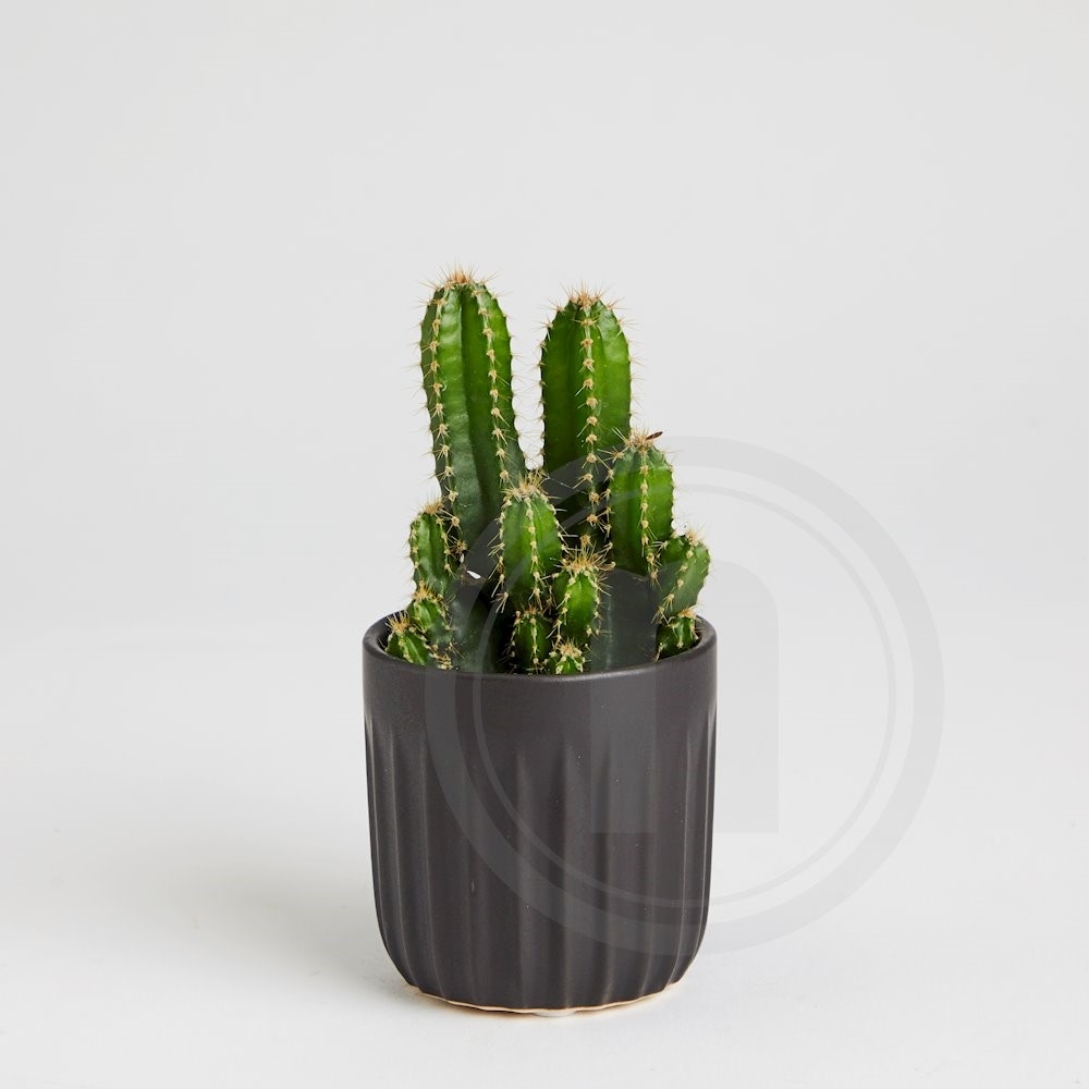  Kaktus mini  Cereus Florida fra Lundager k b online hos 