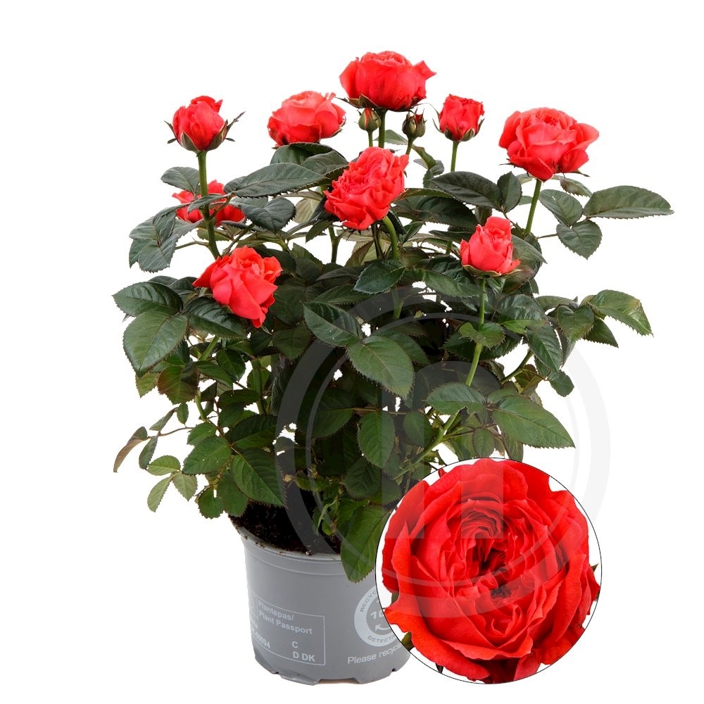 Rose Kordana® "Jambo" fra Rosa Danica® Leveret med