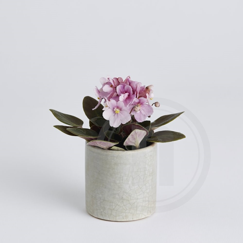 Saint Paulia mini "Jenny Pink" fra byGrowers Leveret med